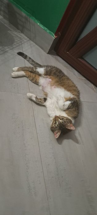 Adoptie pisica castrata Izvorica