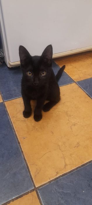 Отдам котёнка 4 месяца