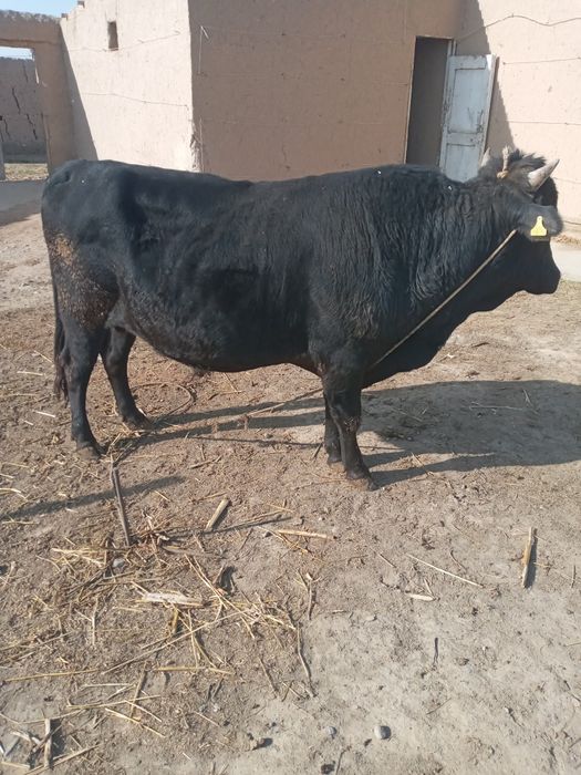 Бука  сотилади  ёши  2  ярим  ёш