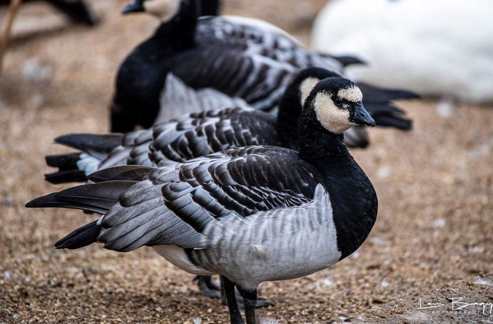 Vând Rațe exotice, de ornament, gâște, lebede