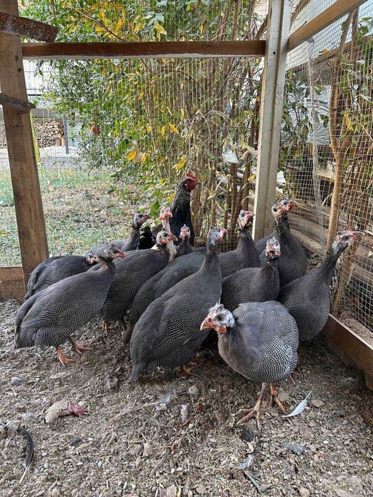 Marjon tovuq sotiladi