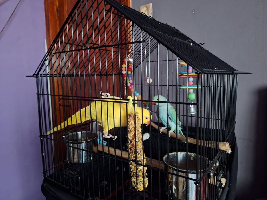 Vând pereche Micul Alexander plus cușcă profesională