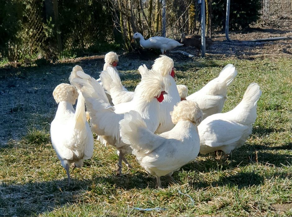 Vând cocoși moțată olandeză