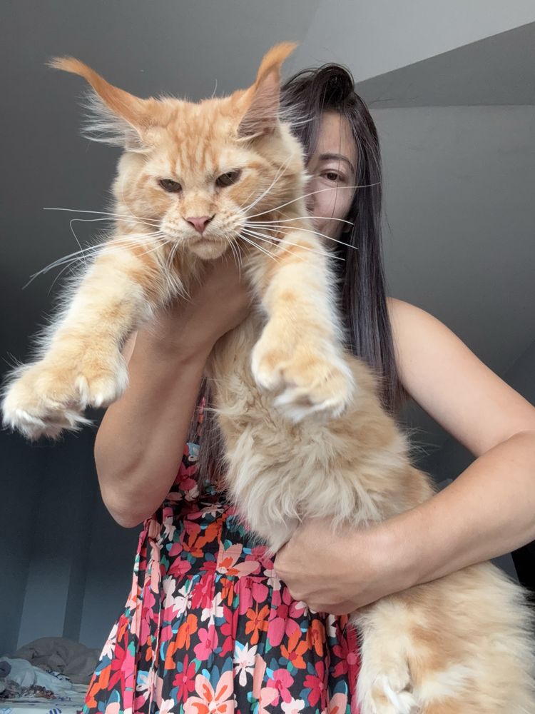 Мейн кун котенца / Мейн куун котенца / Maine coon kittens