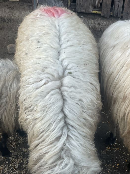 Vand un noatin si 3 mielute