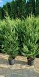 Tuia leylandii inaltime 1.50m  1.70m