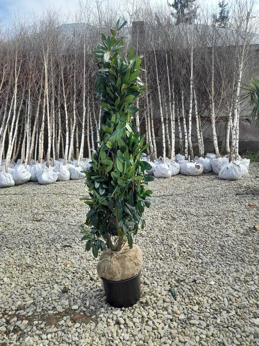 Plante ornamentale elegante ce aduc rafinament autentic