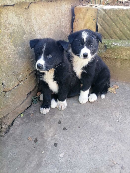 Бордър коли кученца