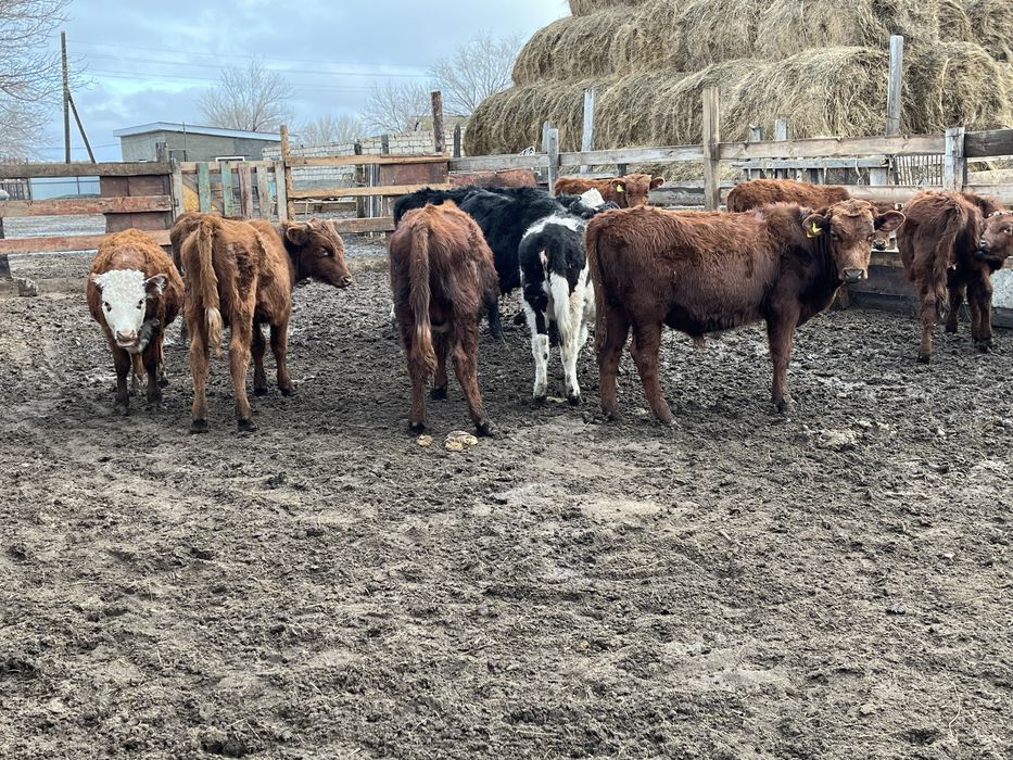 Баспактар сатылады  ……..