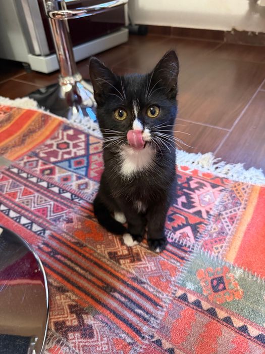 отдам спасенных котят в добрый руки