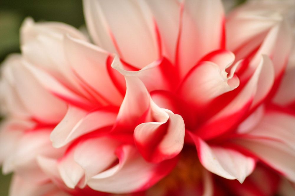 AF Tokina 100mm f/2.8D Macro обектив Никон