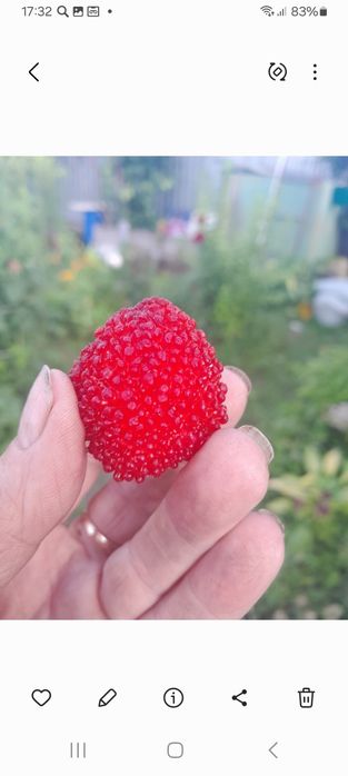 Саженцы тибетской малины