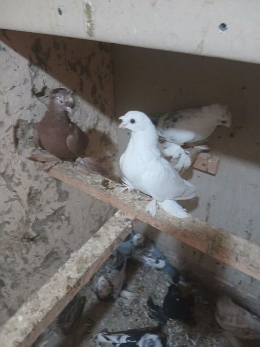 Кабутар сотилади нархини келишамиз