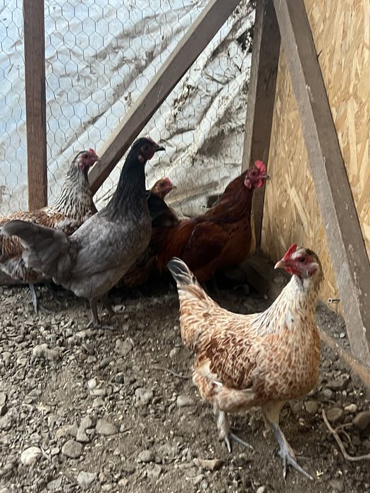 De vânzare găini pitice de anul acesta