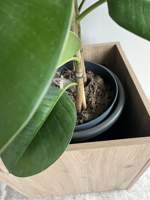 Ficus elastica robust – 110 cm, ghiveci decorativ inclus