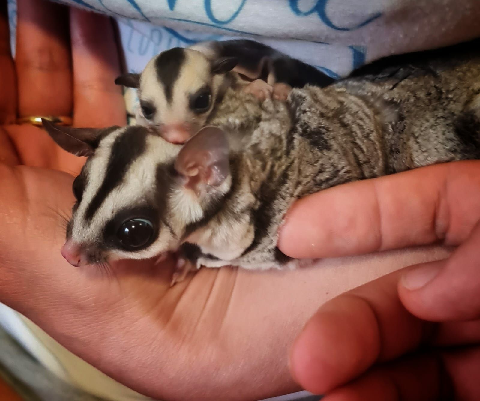 Sugarglider - Veverita marsupială zburatoare