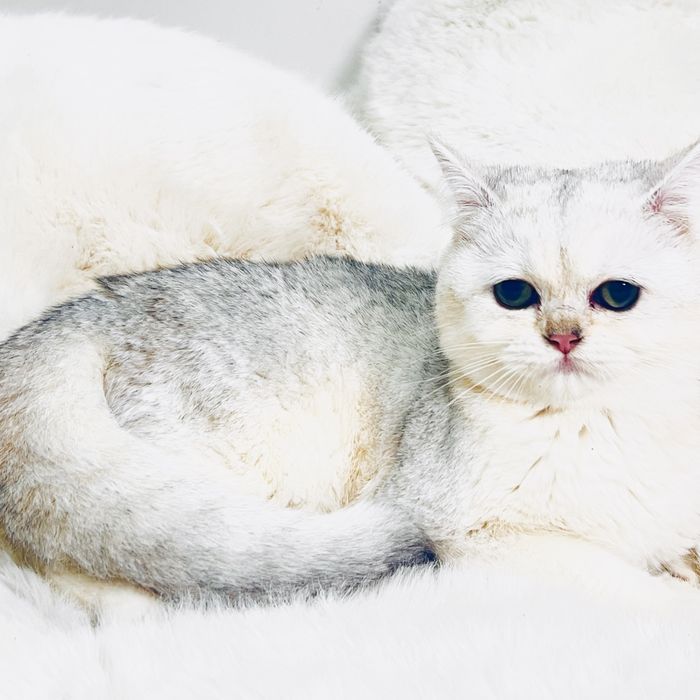 Серебристая шиншилла