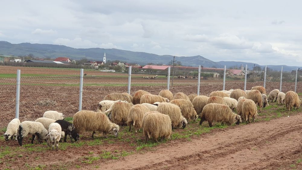 Vand oi oachese 30 bucati