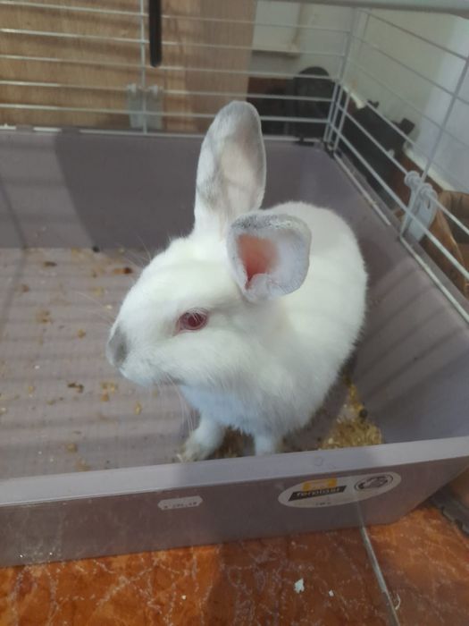 Vând iepure de casă cu tot cu cușcă