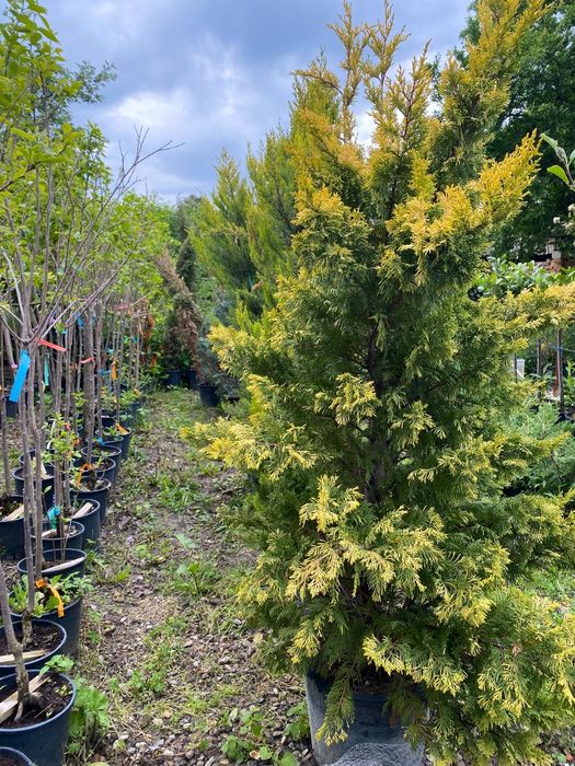 Conifere la ghiveci plantare în orice perioada a anului
