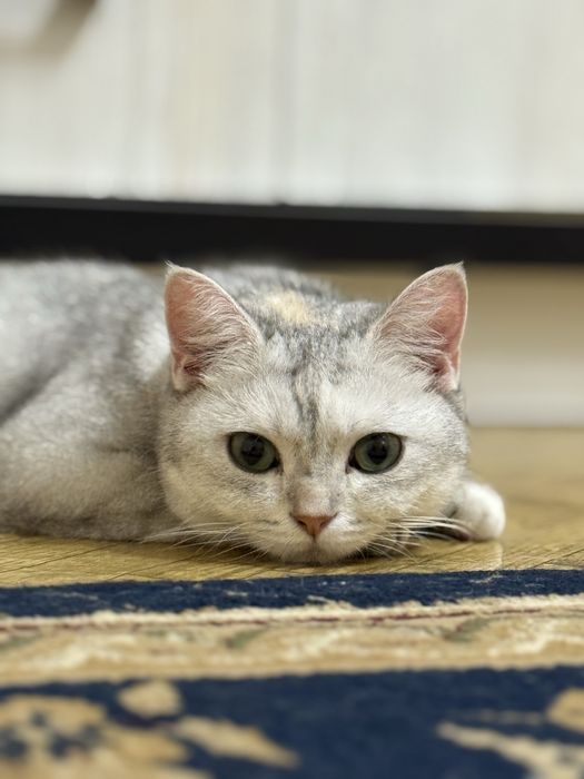 Mushuk sotiladi shinshila