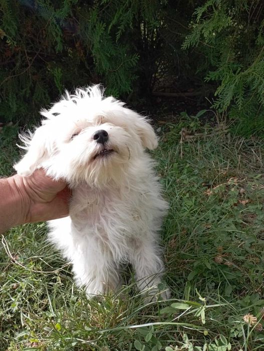 Малтийска болонка на 8 месеца