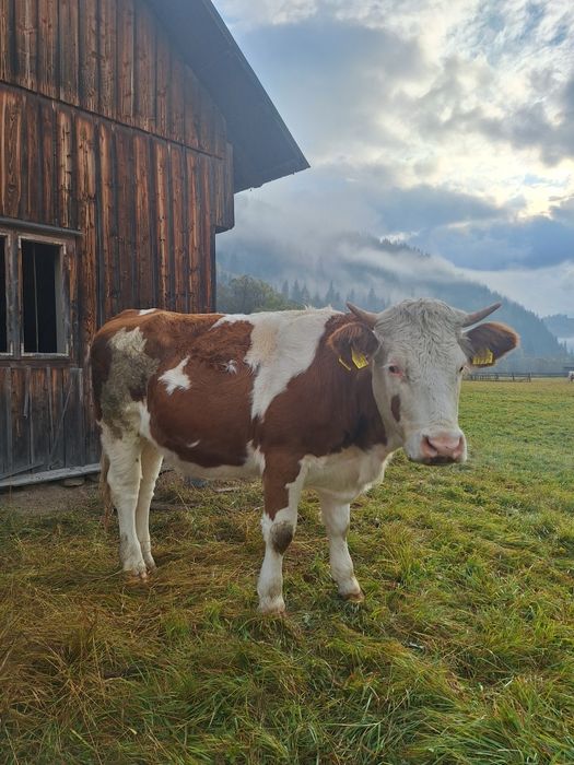 Baltata românească, juninca