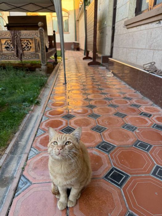 Отдам хорошие руки кота
