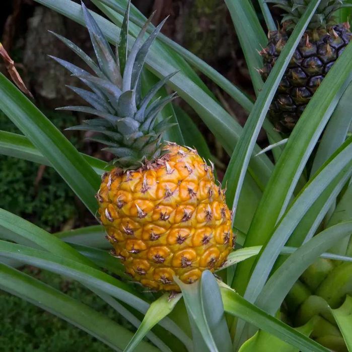 Идеальный Комнатный, неколючий, карликовый сортовой АНАНАС!