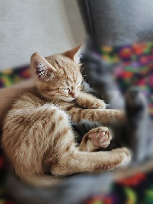 Mushuklar ona-bola tekinga