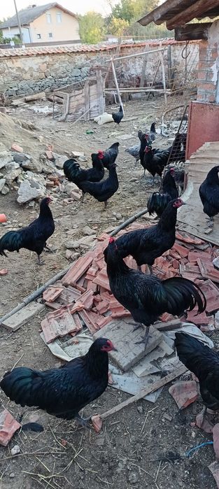 Петли Австролорп