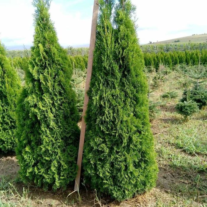 Tuia smaragd,  columnaris,  leylandii,  gard viu, plante ornamentale