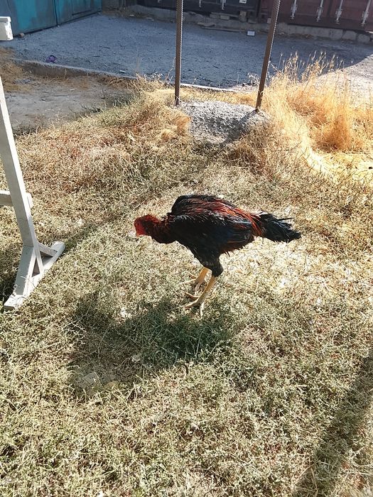 Kareya zotli xoʻroz sotiladi 11 oylik boʻyi baland 4.5 5 kg  boʻladign