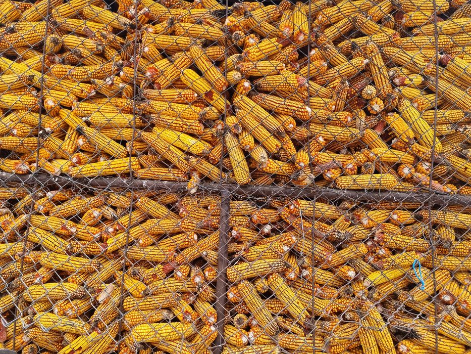 Vand porumb stiulete