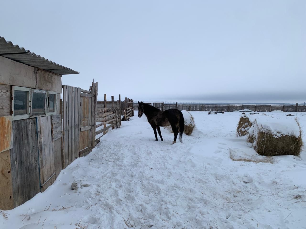 Продам жеребца Ахалтекинец