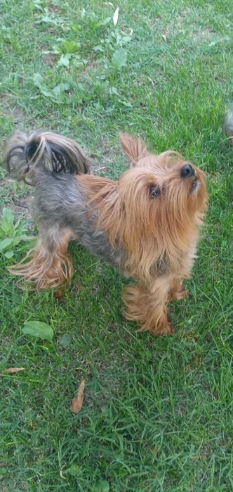 Мини Йорки.    .