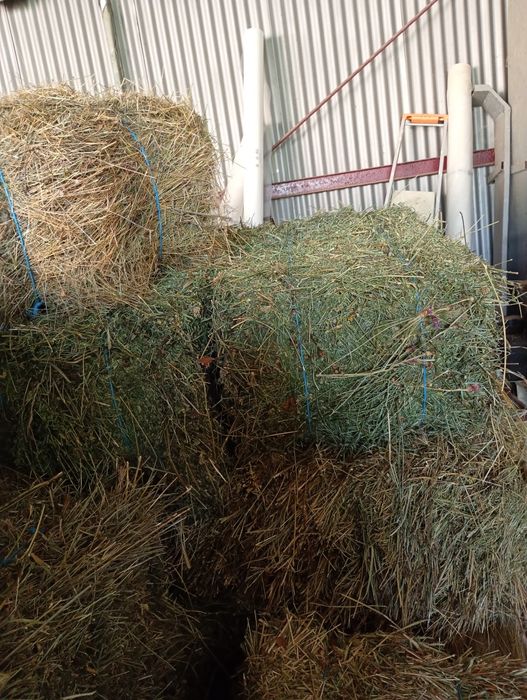 Baloții din lucernă