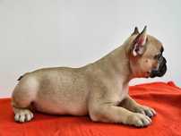 Mascul Bulldog francez