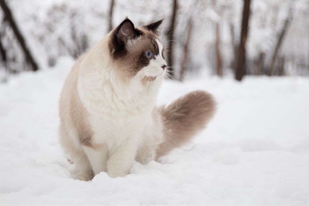 Вязка, Невский маскарадный, привит, развязан, с документами