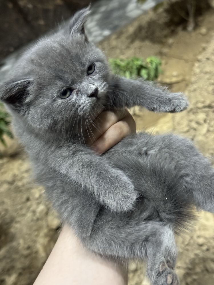 Котята от правилной вязки скоттиш фолд скоттиш страйт