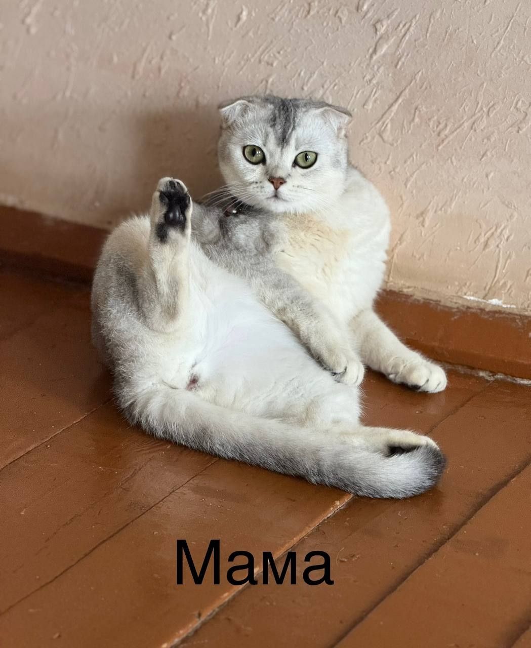 Продаются котятя