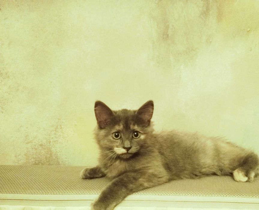 Printesa  blue/crem  pretioasa si rarisima cauta Om