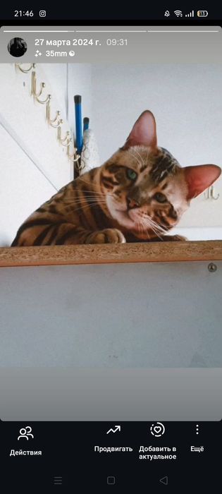 Кот бенгальской породы