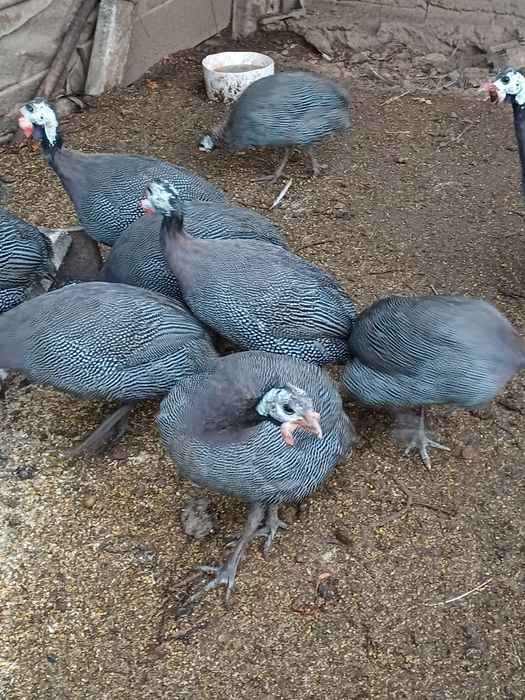 Bibilici de vânzare, preț 100 lei/bucata