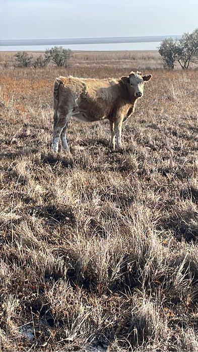 Потсос бузаулар ұрғашы 8,9 айлық