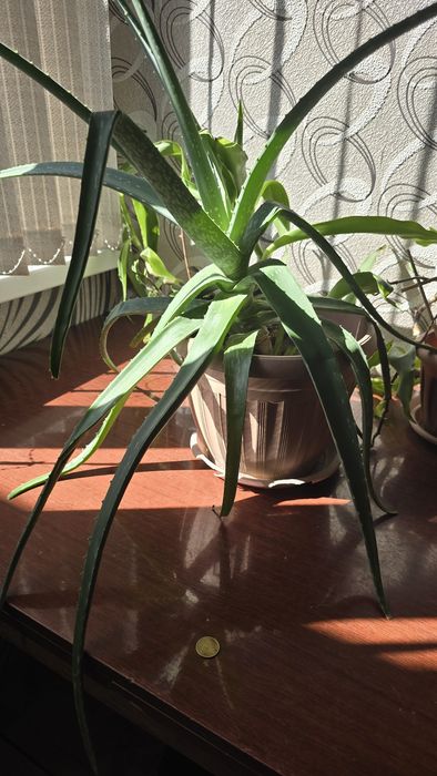 Алое (более 5 лет)