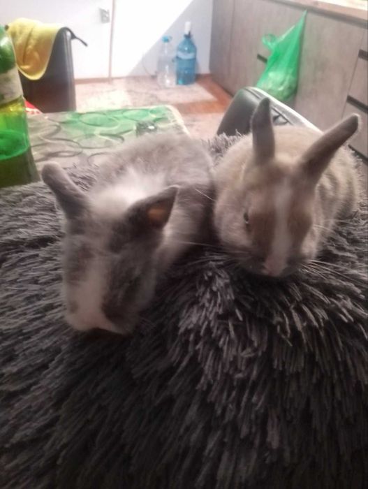 декоративни зайчета