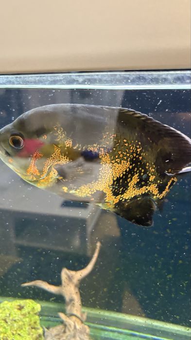 Peste de acvariu “Oscar “