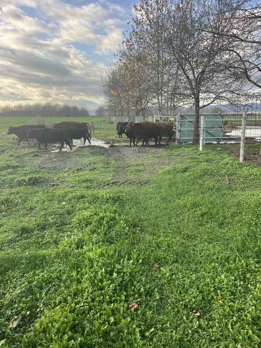 Продавам месодайни крави и телета