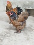 Tuxm JOJA Brama Zolota va Qora yoqa Rangidan